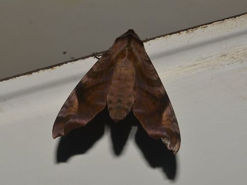 Hawkmoth - Acosmeryx anceus Hawkmoth - Acosmeryx anceus, attracted to the light of the Restaurant area of Mulu National Park at night. Acosmeryx anceus,Geotagged,Hawkmoth,Malaysia,Moth,Mulu,Sarawak,Summer