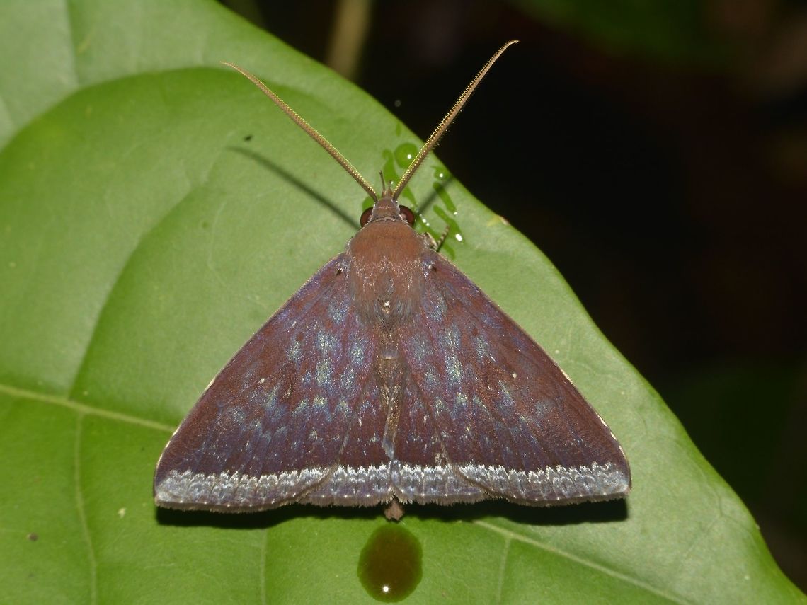 Moth  Geotagged,Malaysia,Moth,Mulu,Sarawak,Summer