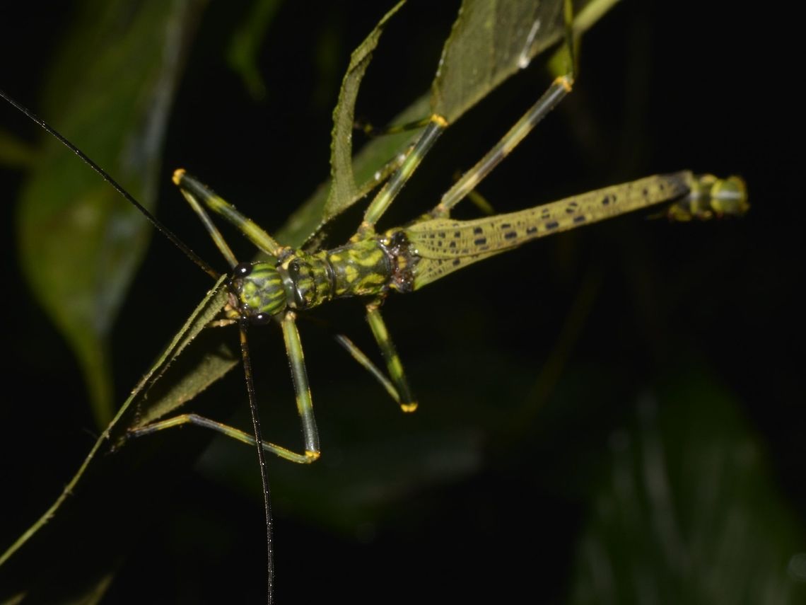 Stick Insect, Phasmid - Aschiphasma annulipes Male Phasmid of the species - Aschiphasma annulipes.<br />
It was feeding seen feeding on a leaf.<br />
This species as interesting markings on its body and wings, similar to army&#039;s camouflage uniforms. Aschiphasma,Aschiphasma annulipes,Black and green phasma,Geotagged,Malaysia,Mulu,Phasmid,Sarawak,Stick Insect,Summer