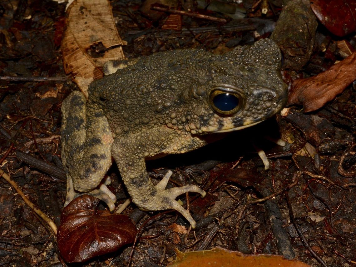 Asian Giant Toad Asian Giant Toad - Phrynoidis asper, found among leaf litters Asian Giant Toad,Forest Toad,Geotagged,Malaysia,Mulu,Phrynoidis asper,Sarawak,Summer,Toad