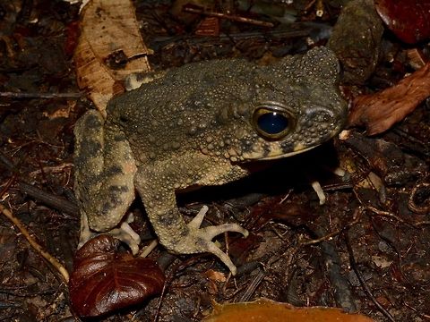 Asian Giant Toad Asian Giant Toad - Phrynoidis asper, found among leaf litters Asian Giant Toad,Forest Toad,Geotagged,Malaysia,Mulu,Phrynoidis asper,Sarawak,Summer,Toad