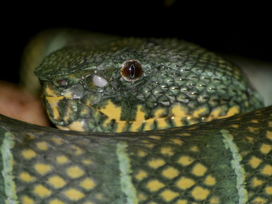 Bornean Keeled Green Pit Viper - Tropidolaemus subannulatus This Bornean Keeled Green Pit Viper - Tropidolaemus subannulatus was probably the most photographed Viper during my stay at Mulu National Park as it was located on a low plant just 50 meters outside of the the Park's main office and every guide will show their group this particular Viper and it hardly moved during the few days I was there and I was able to get some good close-up of it :)<br />
<br />
This one was probably a full adult, its colours is very dark green. Bornean Keeled Pit Viper,Geotagged,Malaysia,Mulu,Sarawak,Snake,Summer,Tropidolaemus subannulatus,Viper