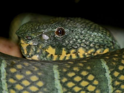Bornean Keeled Green Pit Viper - Tropidolaemus subannulatus This Bornean Keeled Green Pit Viper - Tropidolaemus subannulatus was probably the most photographed Viper during my stay at Mulu National Park as it was located on a low plant just 50 meters outside of the the Park's main office and every guide will show their group this particular Viper and it hardly moved during the few days I was there and I was able to get some good close-up of it :)

This one was probably a full adult, its colours is very dark green. Bornean Keeled Pit Viper,Geotagged,Malaysia,Mulu,Sarawak,Snake,Summer,Tropidolaemus subannulatus,Viper