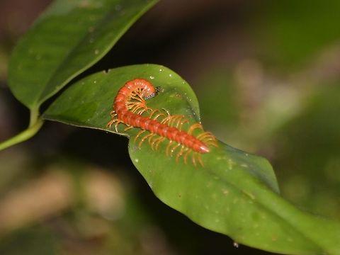 Millipede  Geotagged,Malaysia,Millipede,Mulu,Sarawak,Summer