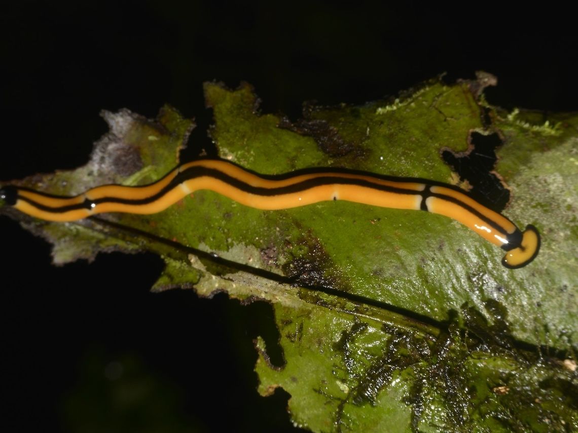 Hammerhead Worm - Bipalium sp Yellow coloured Hammerhead Worm of the genus Bipalium, with black lines running along its body and the edge of its face/head. Bipalium,Bipalium sp,Geotagged,Hammerhead Worm,Malaysia,Mulu,Sarawak,Summer,Worm