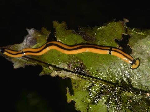 Hammerhead Worm - Bipalium sp Yellow coloured Hammerhead Worm of the genus Bipalium, with black lines running along its body and the edge of its face/head. Bipalium,Bipalium sp,Geotagged,Hammerhead Worm,Malaysia,Mulu,Sarawak,Summer,Worm