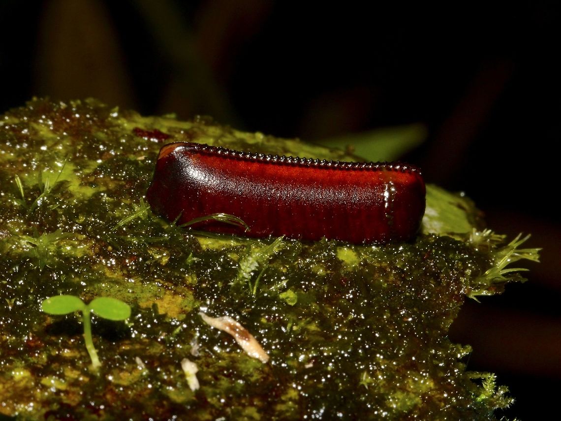 Ootheca Ootheca, Egg case, probably of a Cockroach. Egg,Egg Case,Geotagged,Malaysia,Mulu,Ootheca,Sarawak,Summer