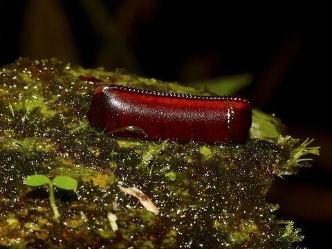 Ootheca Ootheca, Egg case, probably of a Cockroach. Egg,Egg Case,Geotagged,Malaysia,Mulu,Ootheca,Sarawak,Summer