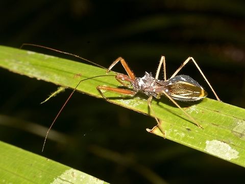 Assassin Bug  Assassin Bug,Geotagged,Malaysia,Mulu,Sarawak,Summer