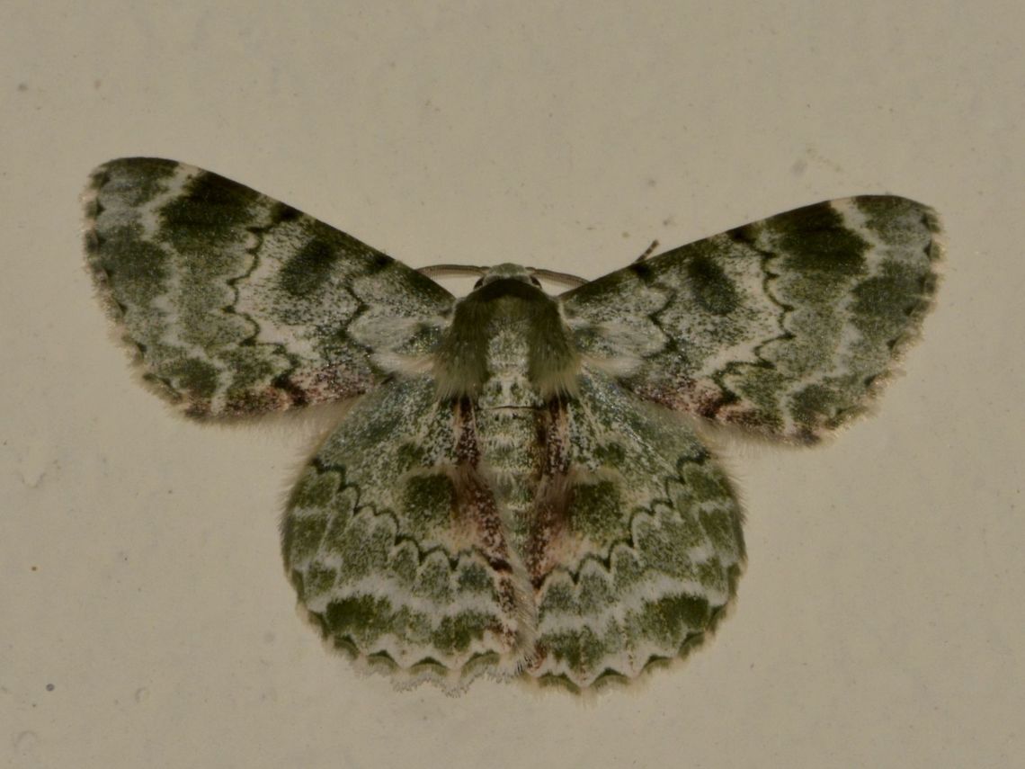 Beautiful Dress This Geometrid Moth - Pingasa subviridis looks like a pretty dress.<br />
It was attracted by the light of the Restaurant area of Mulu National Park at night. Geometrid Moth,Geotagged,Malaysia,Moth,Mulu,Pingasa subviridis,Sarawak,Summer