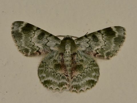 Beautiful Dress This Geometrid Moth - Pingasa subviridis looks like a pretty dress.
It was attracted by the light of the Restaurant area of Mulu National Park at night. Geometrid Moth,Geotagged,Malaysia,Moth,Mulu,Pingasa subviridis,Sarawak,Summer