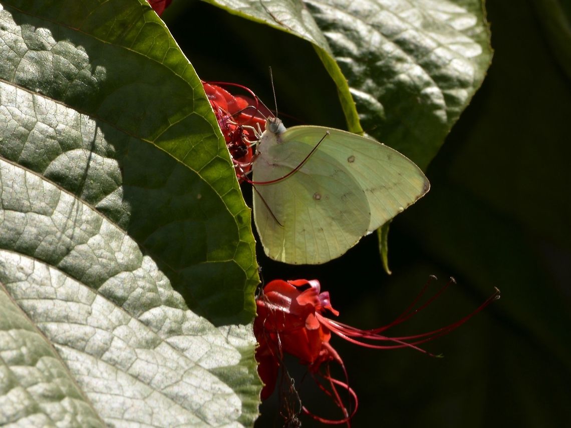 Lemon Migrant Butterfly - Catopsilia pomona  Butterfly,Catopsilia pomona,Geotagged,Lemon Emigrant,Malaysia,Mulu,Sarawak,Summer