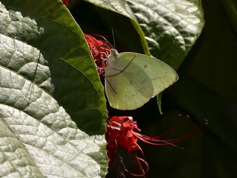 Lemon Migrant Butterfly - Catopsilia pomona  Butterfly,Catopsilia pomona,Geotagged,Lemon Emigrant,Malaysia,Mulu,Sarawak,Summer