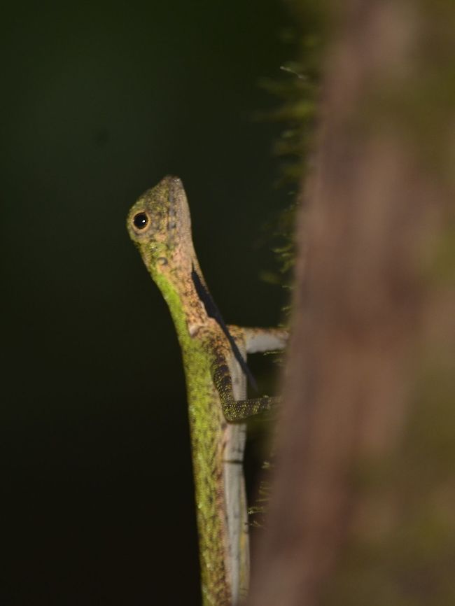 Black-Bearded Gliding Lizard - Draco melanopogon As the name suggest, this Black-Bearded Gliding Lizard - Draco melanopogon has black dewlap.<br />
It uses the loose skin between the front and back legs to glide from the upper canopy of forest to the lower canopy. Draco melanopogon,Geotagged,Gliding Lizard,Lizard,Malaysia,Mulu,Sarawak,Summer