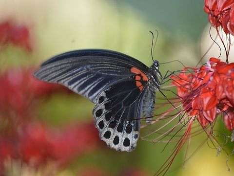 Great Mormon Butterfly - Papilio memnon  Butterfly,Geotagged,Great Mormon,Malaysia,Mulu,Papilio memnon,Sarawak,Summer