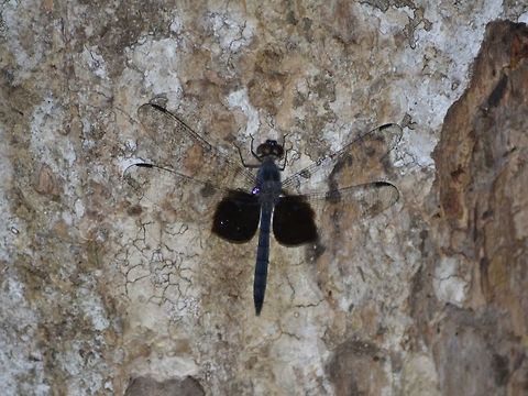 Dragonfly Bluish coloured Dragonfly with black markings on its hind wings. Bark Dragonfly,Dragonfly,Geotagged,Malaysia,Mulu,Sarawak,Summer,Tyriobapta torrida