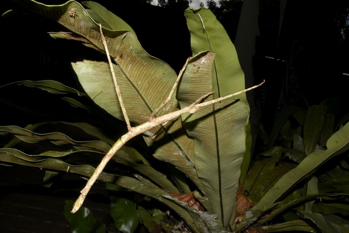 Stick Insect, Phasmid - Pharnacia borneensis Female Phasmid of the species Pharnacia borneensis.  Females of this species has a small appendage towards the end of her abdomen.  This is a large Phasmid, around 18 cm in body length.  Males of this species has full wings and capable of flight.<br />
<br />
This Phasmid was seen just outside Mulu National's Park main office and was very popular among the visitors. Geotagged,Malaysia,Mulu,Pharnacia,Pharnacia borneensis,Phasmid,Sarawak,Stick Insect,Summer