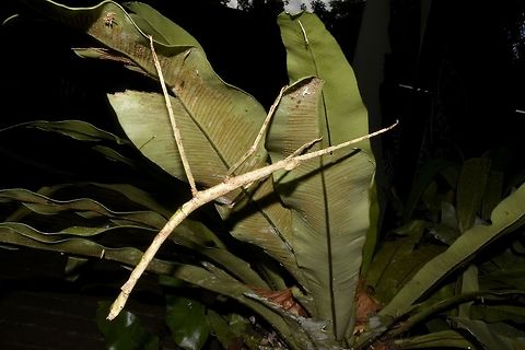 Stick Insect, Phasmid - Pharnacia borneensis Female Phasmid of the species Pharnacia borneensis.  Females of this species has a small appendage towards the end of her abdomen.  This is a large Phasmid, around 18 cm in body length.  Males of this species has full wings and capable of flight.

This Phasmid was seen just outside Mulu National's Park main office and was very popular among the visitors. Geotagged,Malaysia,Mulu,Pharnacia,Pharnacia borneensis,Phasmid,Sarawak,Stick Insect,Summer