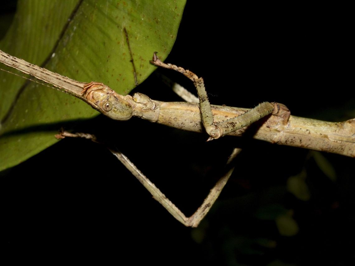 Phasmid - Pharnacia borneensis  Geotagged,Malaysia,Mulu,Pharnacia,Pharnacia borneensis,Phasmid,Sarawak,Stick Insect,Summer