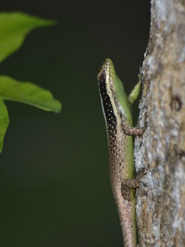 Striped Tree Skink - Dasia vittata A handsome species, the Striped Tree Skink is found only in Borneo. It occurs in both primary and secondary forests and in coastal areas. It rarely comes to ground, except to bury its 2 to 4 eggs under the soil (it is also known to bury its eggs amongst epiphytes high in the trees). Its preferred niche is to forage around tree trunks for insects.  <br />
<br />
The species is easily identified by its black and white striped head and neck, and its olive-brown body covered with pale flecks.<br />
<br />
Other scientific names for this species : Apterygodon vittatum Apterygodon vittatum,Dasia vittata,Geotagged,Malaysia,Mulu,Sarawak,Skink,Striped Tree Skink,Summer
