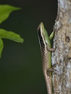 Striped Tree Skink - Dasia vittata A handsome species, the Striped Tree Skink is found only in Borneo. It occurs in both primary and secondary forests and in coastal areas. It rarely comes to ground, except to bury its 2 to 4 eggs under the soil (it is also known to bury its eggs amongst epiphytes high in the trees). Its preferred niche is to forage around tree trunks for insects.  

The species is easily identified by its black and white striped head and neck, and its olive-brown body covered with pale flecks.

Other scientific names for this species : Apterygodon vittatum Apterygodon vittatum,Dasia vittata,Geotagged,Malaysia,Mulu,Sarawak,Skink,Striped Tree Skink,Summer