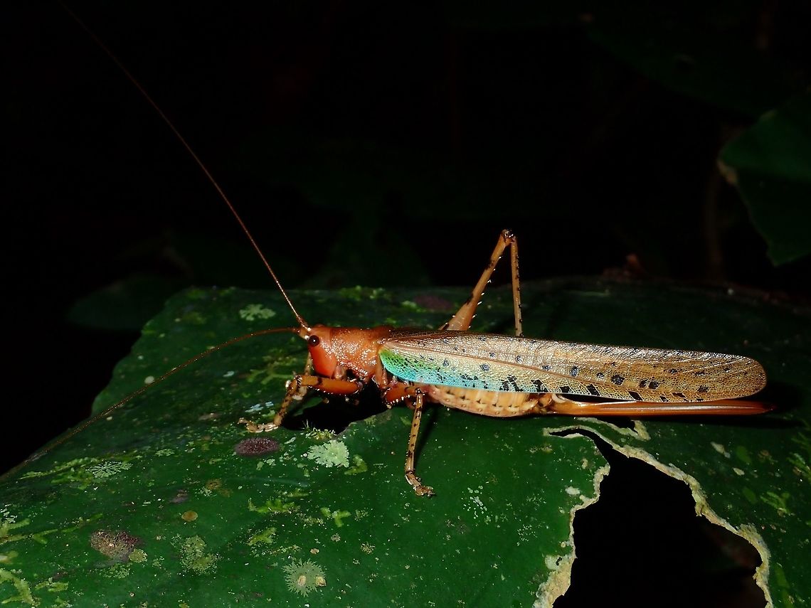Katydid - Eumacroxiphus brachyurus This Katydid is reddish in colour, but I didn't capture the colour too well in the picture :(<br />
It has a hint of blue/green on its wings. Eumacroxiphus brachyurus,Fall,Geotagged,Katydid,Malaysia,Tawau,sabah
