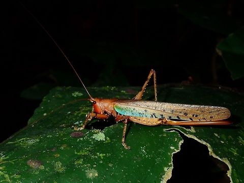 Katydid - Eumacroxiphus brachyurus This Katydid is reddish in colour, but I didn't capture the colour too well in the picture :(
It has a hint of blue/green on its wings. Eumacroxiphus brachyurus,Fall,Geotagged,Katydid,Malaysia,Tawau,sabah