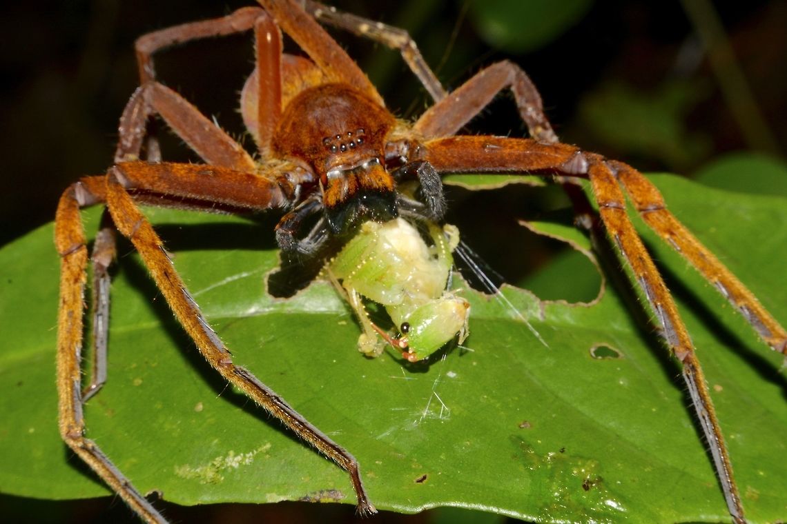Tasty Meal Huntsman Spider having a meal of a katydid or cricket Geotagged,Huntsman Spider,Malaysia,Mulu,Sarawak,Spider,Summer