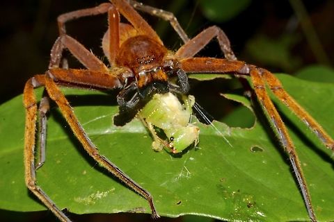 Tasty Meal Huntsman Spider having a meal of a katydid or cricket Geotagged,Huntsman Spider,Malaysia,Mulu,Sarawak,Spider,Summer
