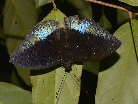 Common Archduke Butterfly - Lexias pardalis  Butterfly,Common Archduke,Geotagged,Lexias pardalis,Malaysia,Mulu,Sarawak,Summer