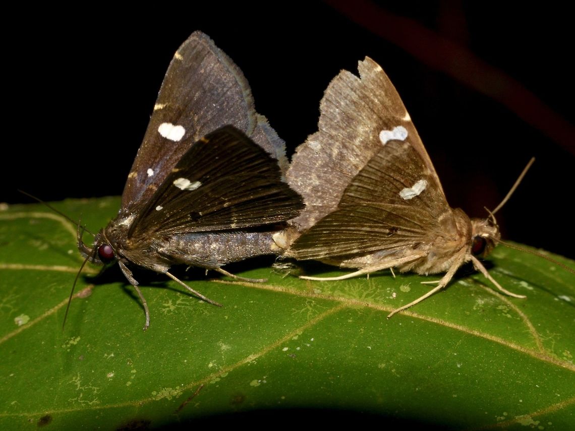 Pair of Moth  Geotagged,Malaysia,Moth,Mulu,Sarawak,Summer