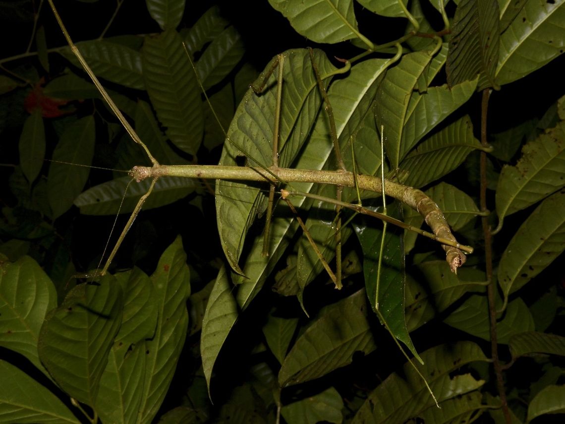 Pair of Phasmids Pair of Phasmids of the species Pharnacia borneensis Geotagged,Malaysia,Mulu,Pharnacia borneensis,Phasmid,Sarawak,Stick Insect,Summer
