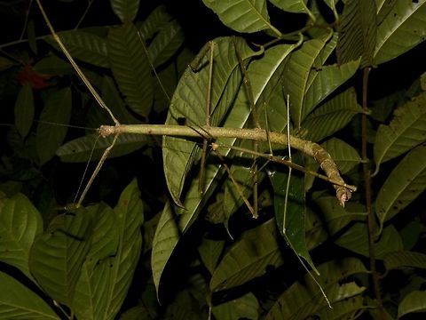 Pair of Phasmids Pair of Phasmids of the species Pharnacia borneensis Geotagged,Malaysia,Mulu,Pharnacia borneensis,Phasmid,Sarawak,Stick Insect,Summer