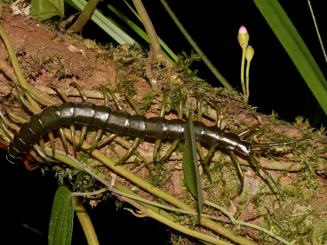 Centipede - Scolopendra multidens This Centipede - Scolopendra multidens was seen foraging or hunting for food.<br />
They are venomous with modified front legs act as fangs to inject prey with venom. Centipede,Geotagged,Malaysia,Mulu,Sarawak,Scolopendra multidens,Summer