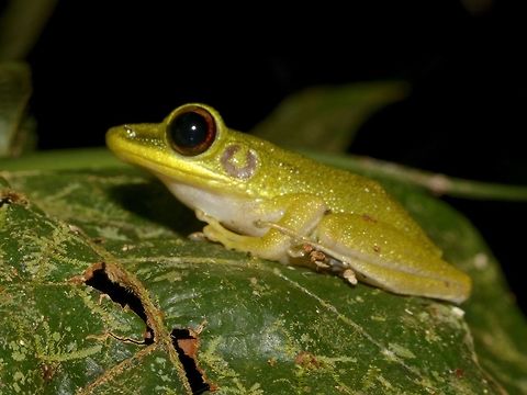 White-Lipped Frog - Hylarana raniceps  Chalcorana raniceps,Copper-cheeked Frog,Frog,Geotagged,Hylarana raniceps,Malaysia,Mulu,Sarawak,Summer,White-lipped Frog,White-lipped frog
