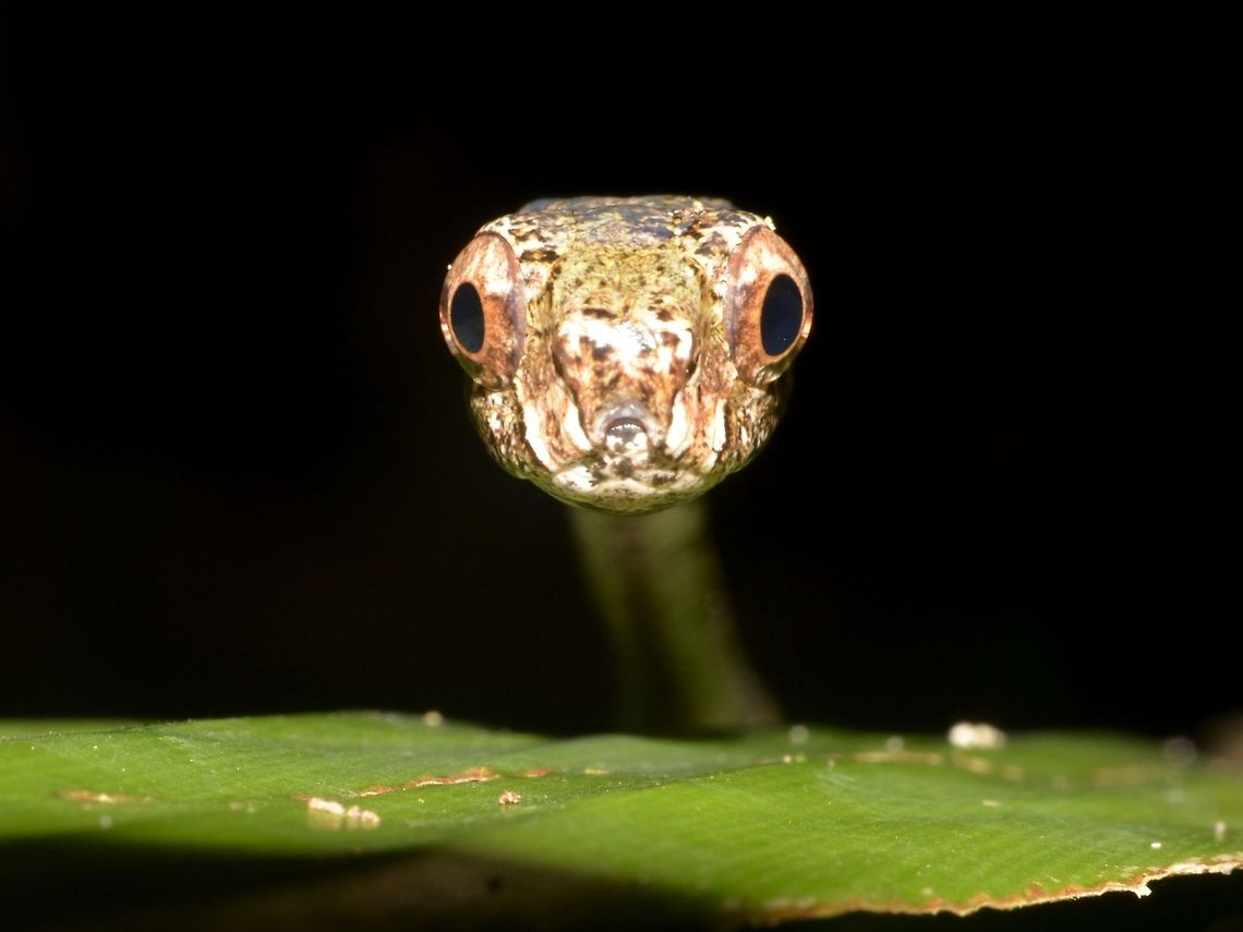 Look into my big black eyes! As I knew for sure that this Blunt Headed Slug Snake - Aplopeltura boa is not venomous, I spend quite some time with it trying to take as many close-up shots as possible. Aplopeltura,Aplopeltura boa,Blunt Headed Slug Snake,Geotagged,Malaysia,Mulu,Sarawak,Slug Snake,Snake,Summer