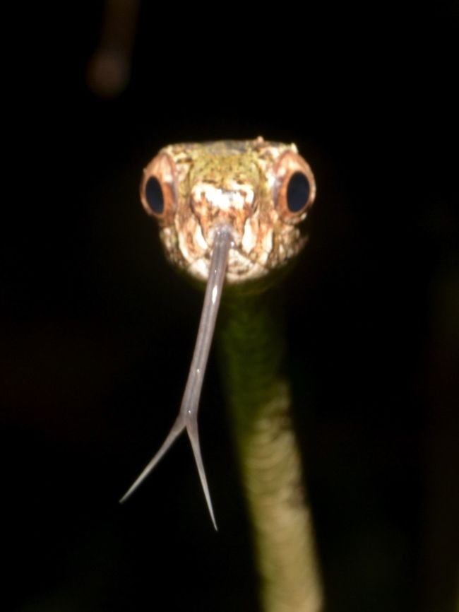I have long tongue too! Blunt Headed Slug Snake - Aplopeltura boa flicking out its tongue  Aplopeltura,Aplopeltura boa,Blunt Headed Slug Snake,Geotagged,Malaysia,Mulu,Sarawak,Snake,Summer