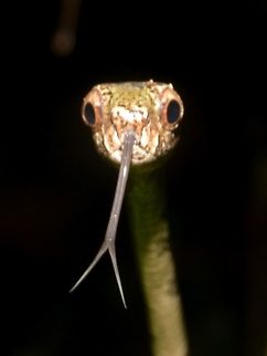 I have long tongue too! Blunt Headed Slug Snake - Aplopeltura boa flicking out its tongue  Aplopeltura,Aplopeltura boa,Blunt Headed Slug Snake,Geotagged,Malaysia,Mulu,Sarawak,Snake,Summer