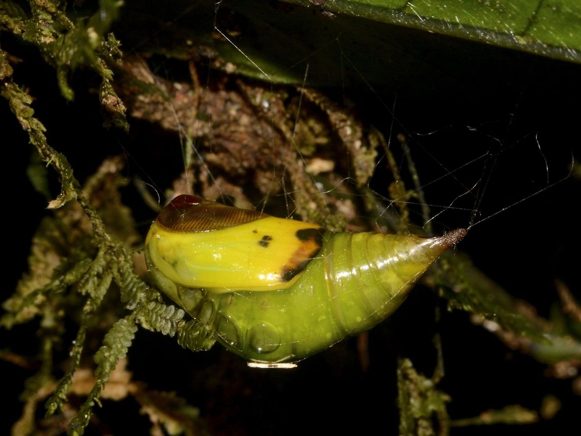 Pupae  Geotagged,Malaysia,Mulu,Pupae,Sarawak,Summer
