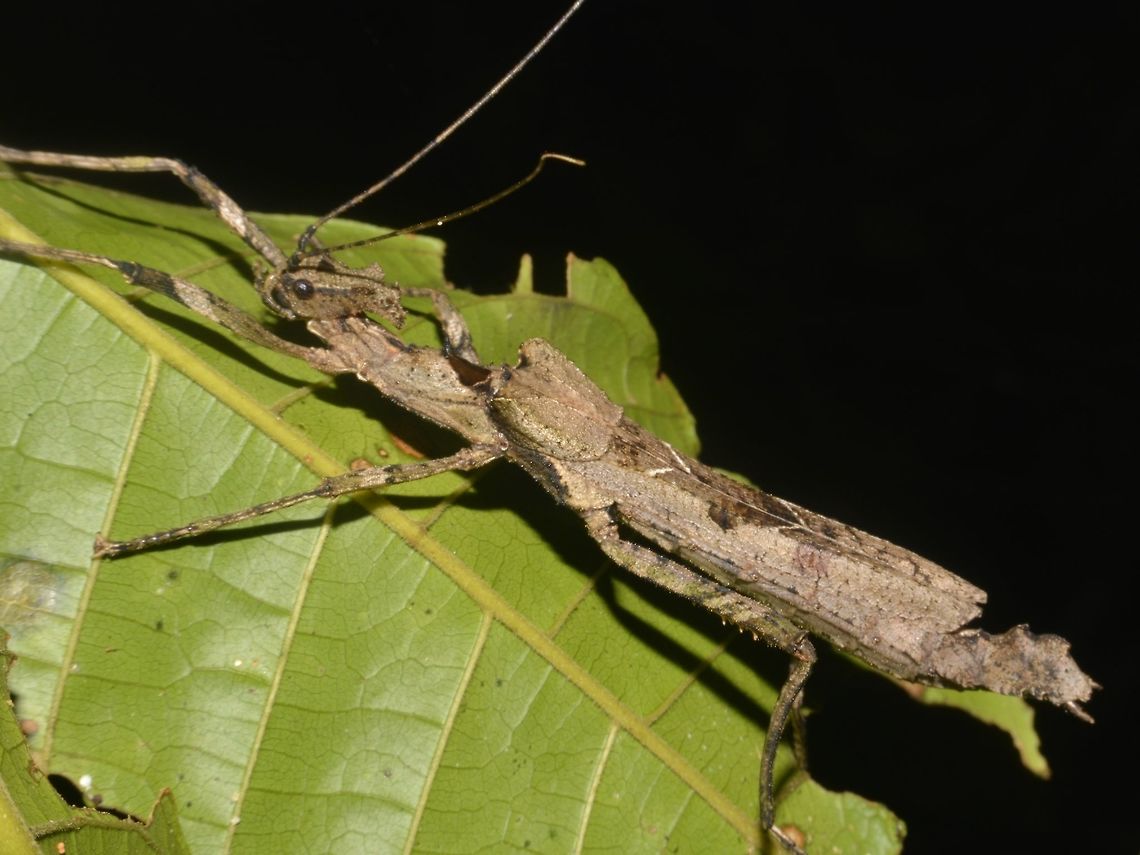 Stick Insect, Phasmid - Paraloxopsis korystes Female Phasmid of the species Paraloxopsis korystes Geotagged,Malaysia,Mulu,Paraloxopsis korystes,Phasmid,Sarawak,Stick Insect,Summer