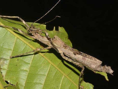 Stick Insect, Phasmid - Paraloxopsis korystes Female Phasmid of the species Paraloxopsis korystes Geotagged,Malaysia,Mulu,Paraloxopsis korystes,Phasmid,Sarawak,Stick Insect,Summer