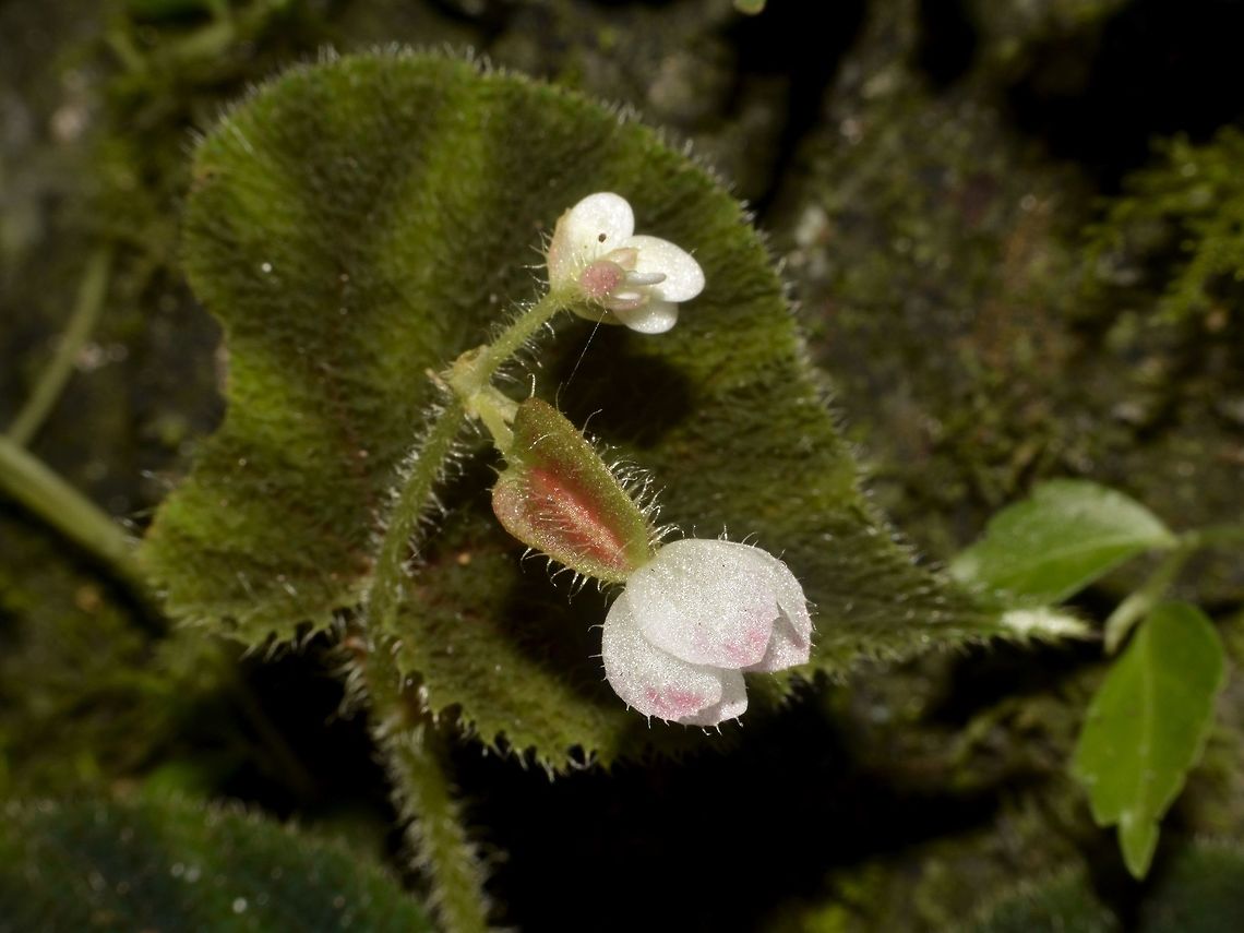 Pink Flowers Small pinkish coloured flowers Flower,Geotagged,Malaysia,Mulu,Sarawak,Summer