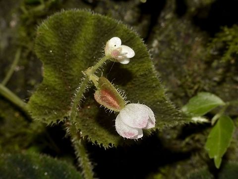 Pink Flowers Small pinkish coloured flowers Flower,Geotagged,Malaysia,Mulu,Sarawak,Summer