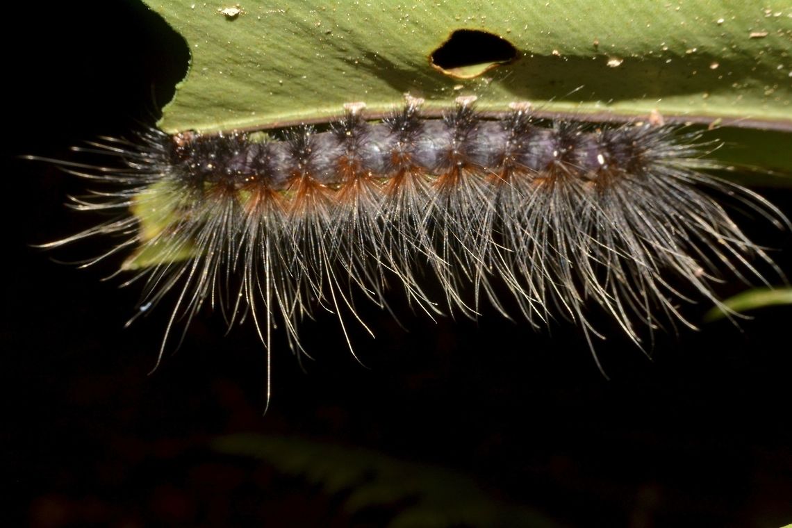 Caterpillar  Caterpillar,Geotagged,Malaysia,Mulu,Sarawak,Summer