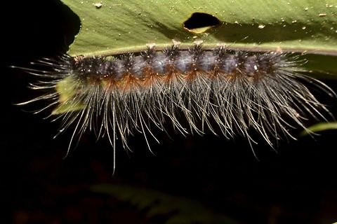 Caterpillar  Caterpillar,Geotagged,Malaysia,Mulu,Sarawak,Summer