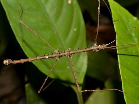 Stick Insect, Phasmid - Parastheneboea laetior Male Phasmid of the species Parastheneboea laetior.
It has lost one of its legs, which it is not able to regrow once they are adults.
They may regrow lost legs when they are still nymphs, partially after each moult. Geotagged,Malaysia,Mulu,Parastheneboea laetior,Phasmid,Sarawak,Stick Insect,Summer