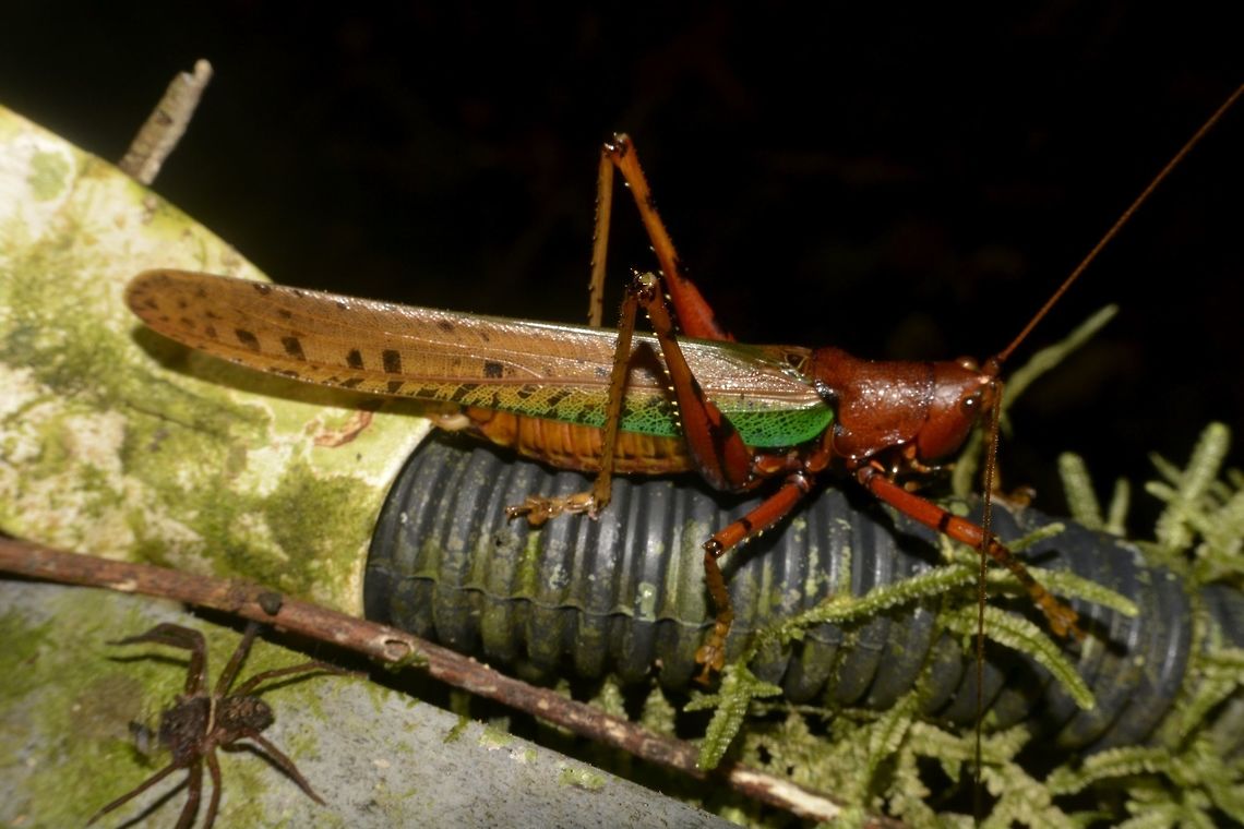 Katydid - Eumacroxiphus brachyurus  Eumacroxiphus brachyurus,Geotagged,Katydid,Malaysia,Mulu,Sarawak,Summer