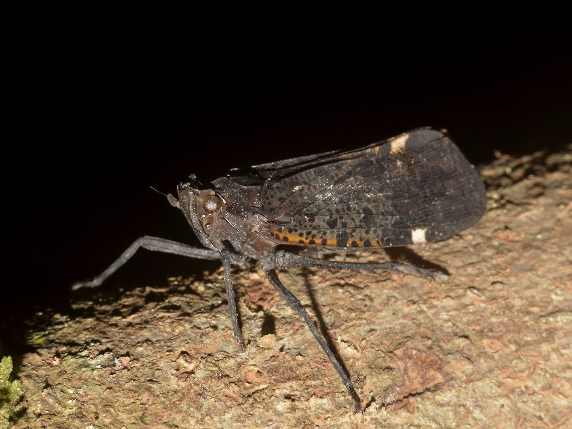 Fulgorid Planthopper - Penthicodes bimaculata  Fulgorid Planthopper,Geotagged,Malaysia,Mulu,Penthicodes bimaculata,Planthopper,Sarawak,Summer