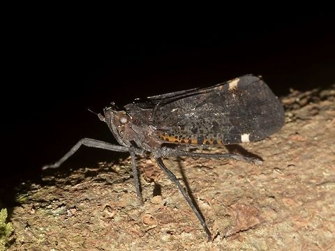 Fulgorid Planthopper - Penthicodes bimaculata  Fulgorid Planthopper,Geotagged,Malaysia,Mulu,Penthicodes bimaculata,Planthopper,Sarawak,Summer