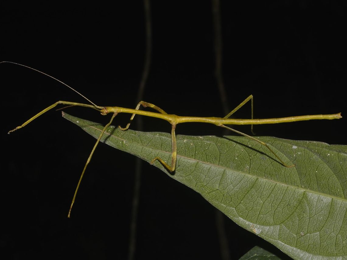 Stick Insect, Phasmid Nymph of a Phasmid Geotagged,Malaysia,Mulu,Phasmid,Sarawak,Stick Insect,Summer